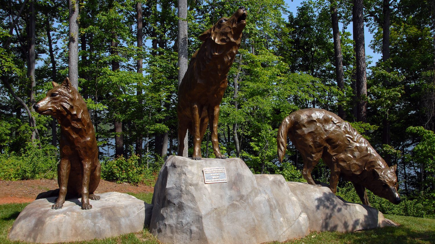 NCSU alumni wolves statues