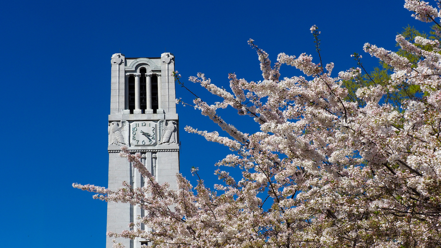 The NC State belltower stands, surrounded by blooms of spring.