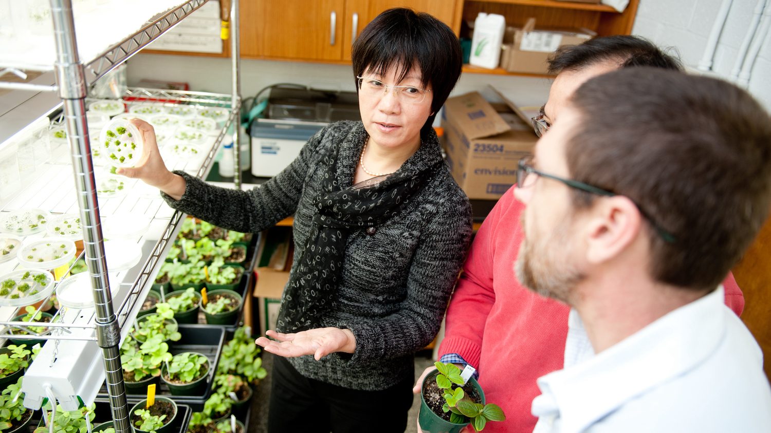 Researchers Qing Ma, Xiang Liu, Dr. Jenny Xiang and Dr. Deyu Xie work with dogwood plants in the Phytotron.