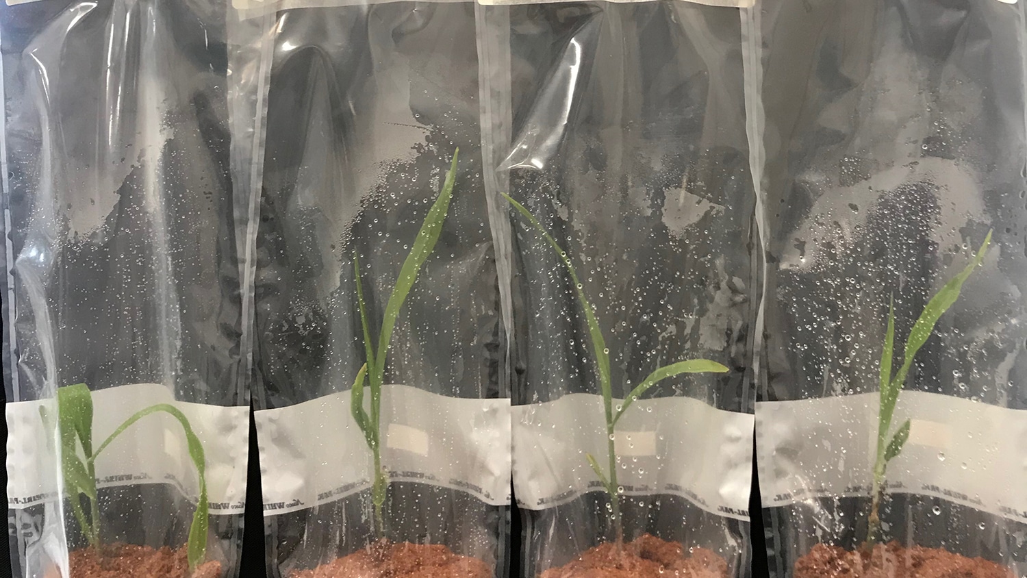 Dr. Kleiner's Plant Experiments