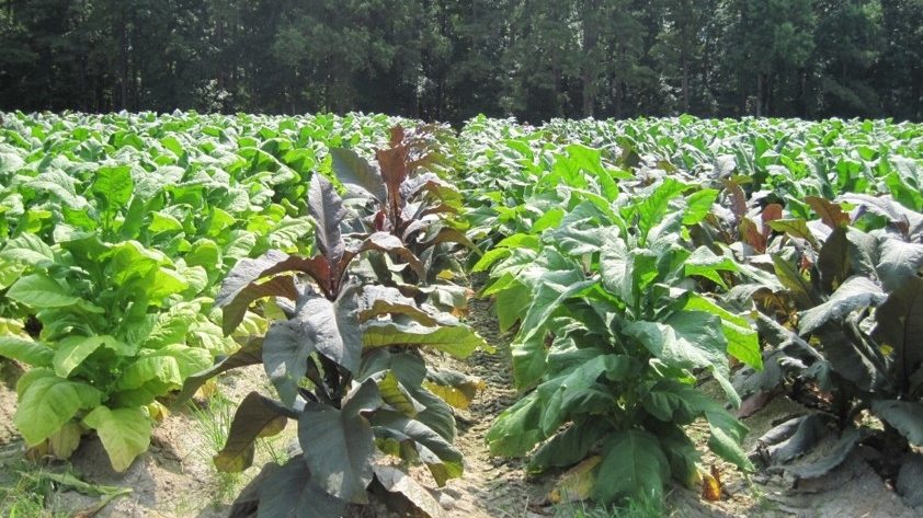 tobacco plants in the field