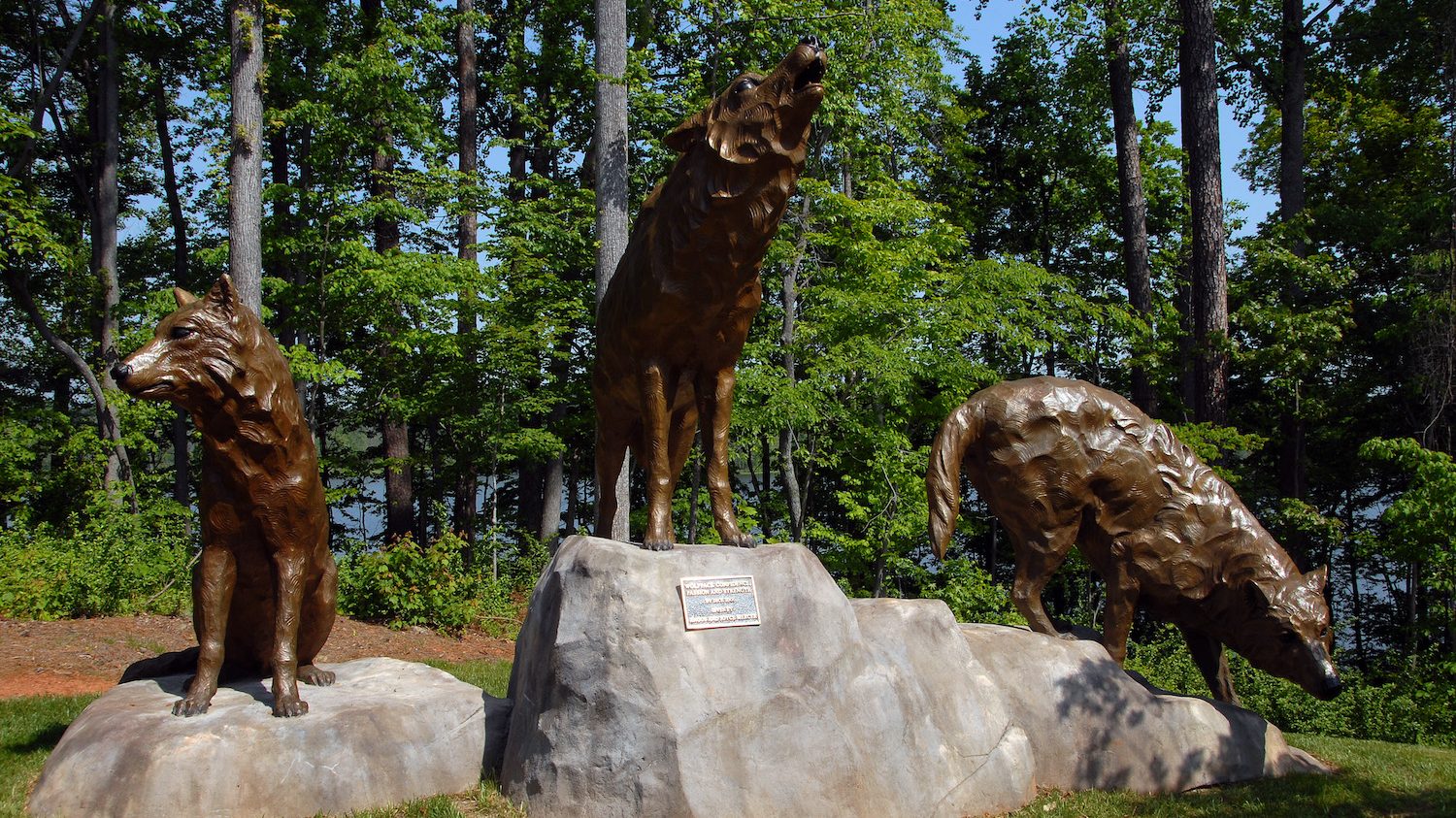 Alumni wolf statues on campus