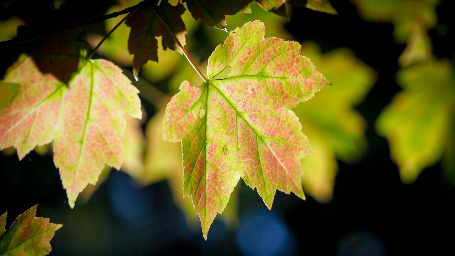 Fall Leaves on campus