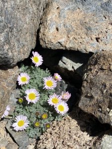 Rambling Fleabane on a mountain