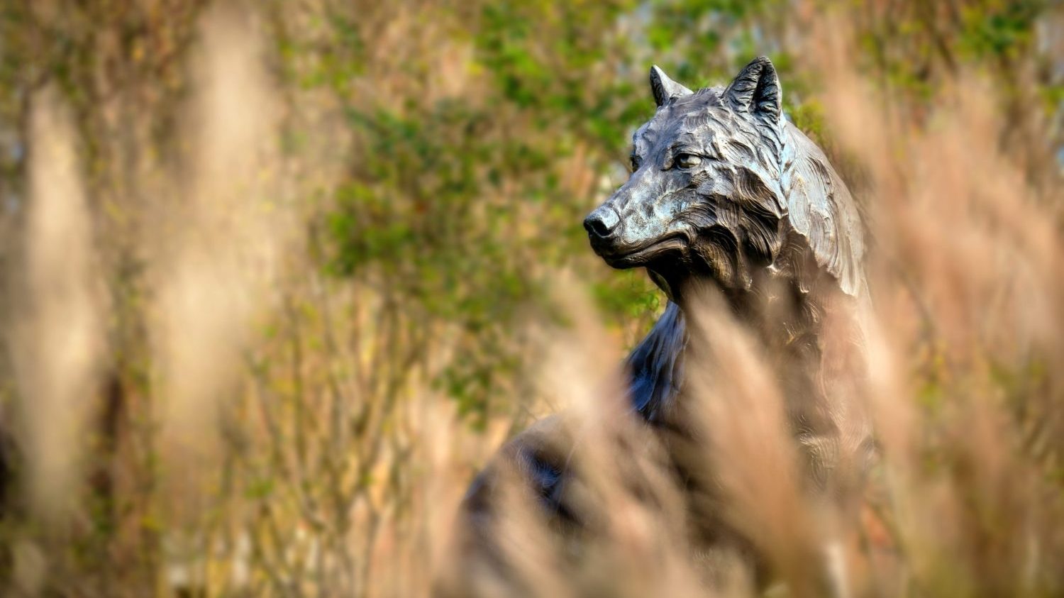 Alumni Wolf Statue
