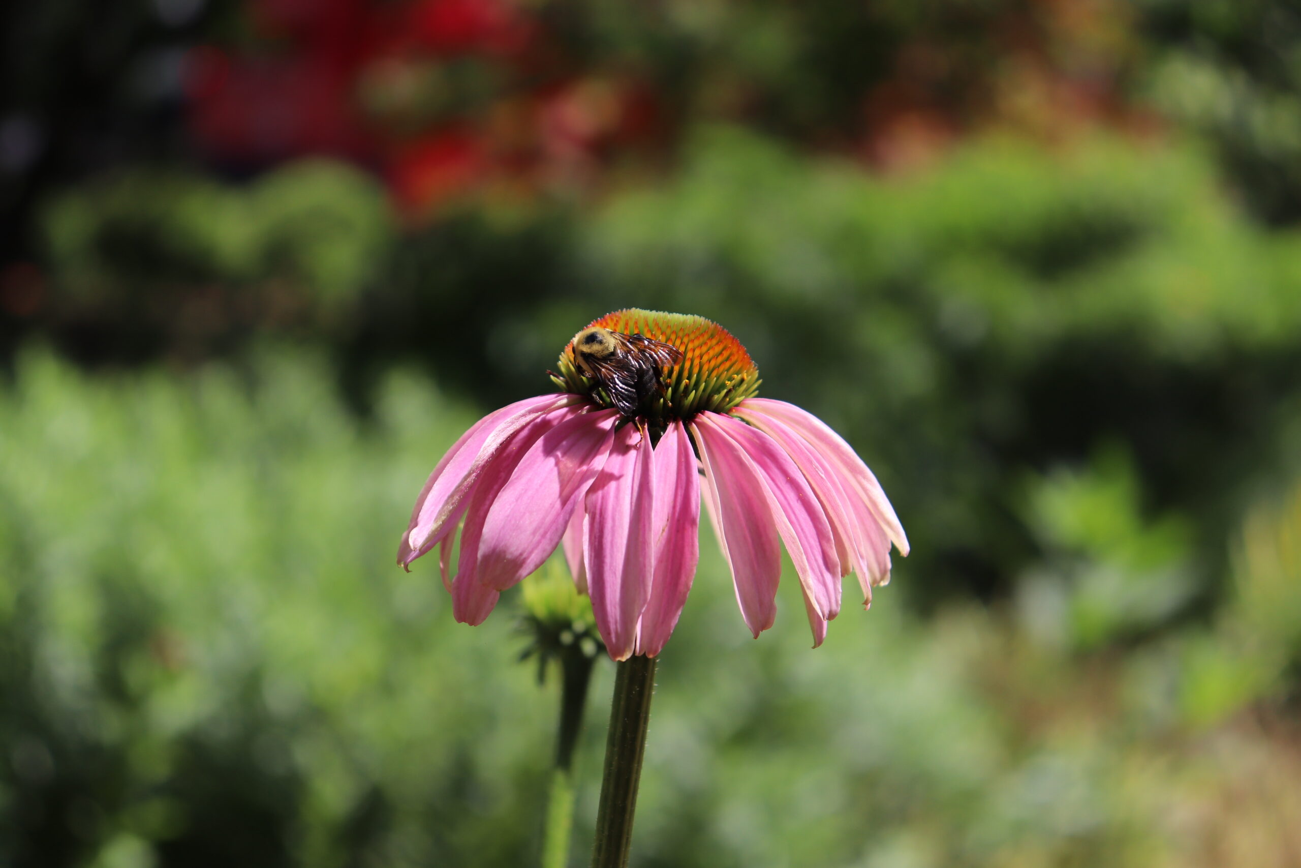 Echinacea flower