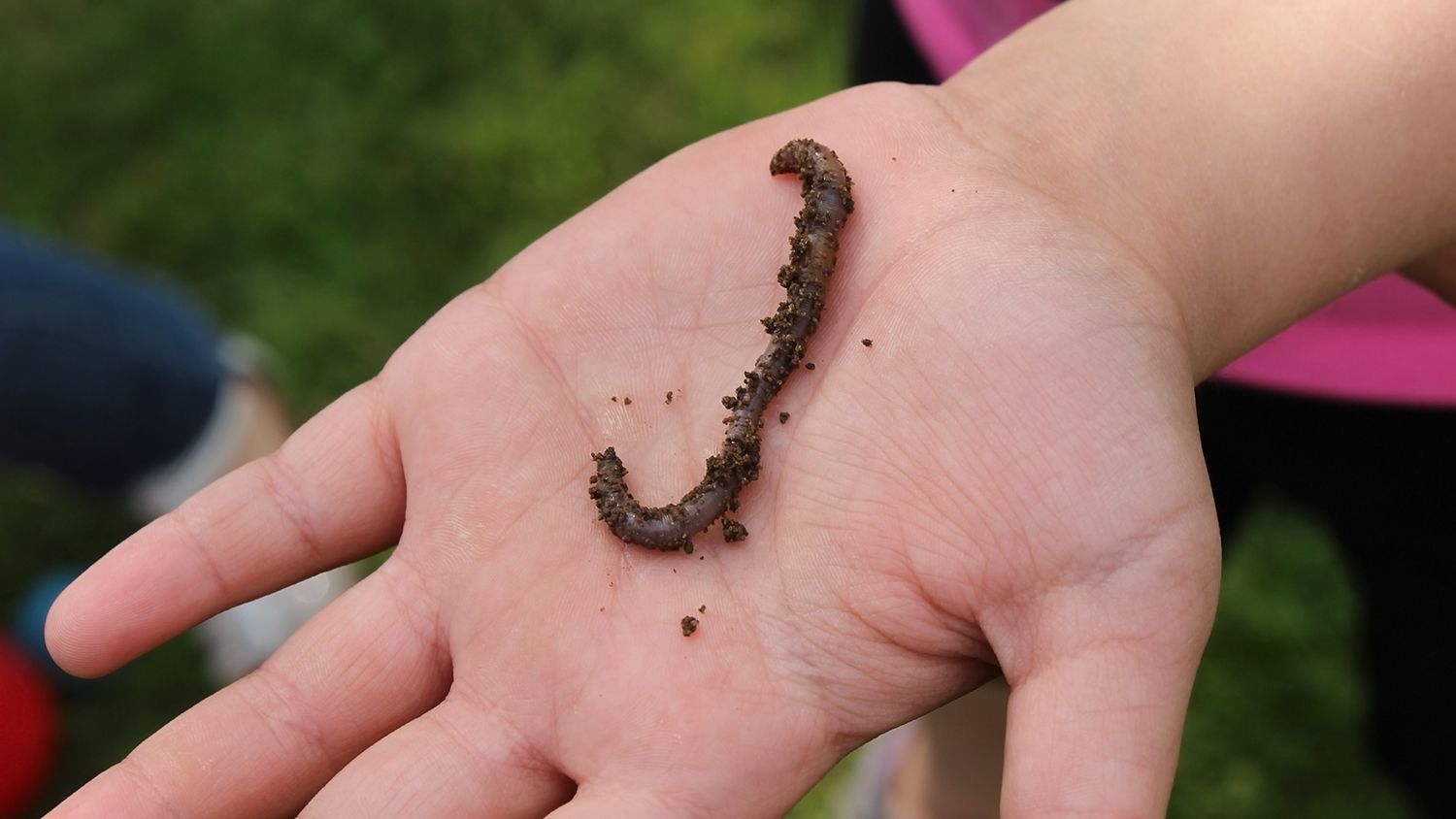 a worm in a child's palm.