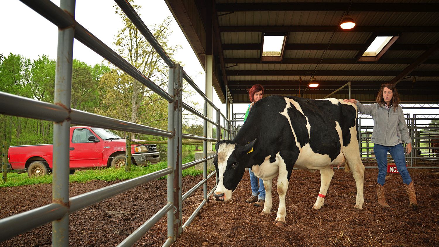 Students tending to a cow in a barn.