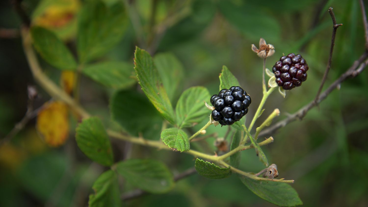 close up of wild blackberries in Hoffmann Forest.