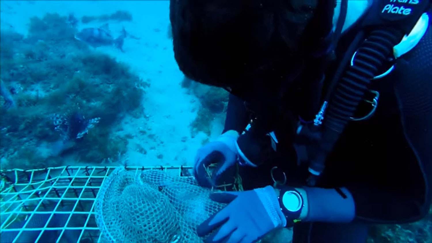 NC State researcher underwater tagging fish.