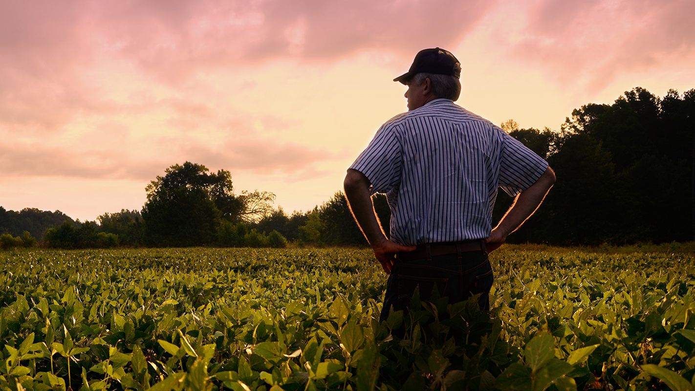 Farmer standing in his soybean field.