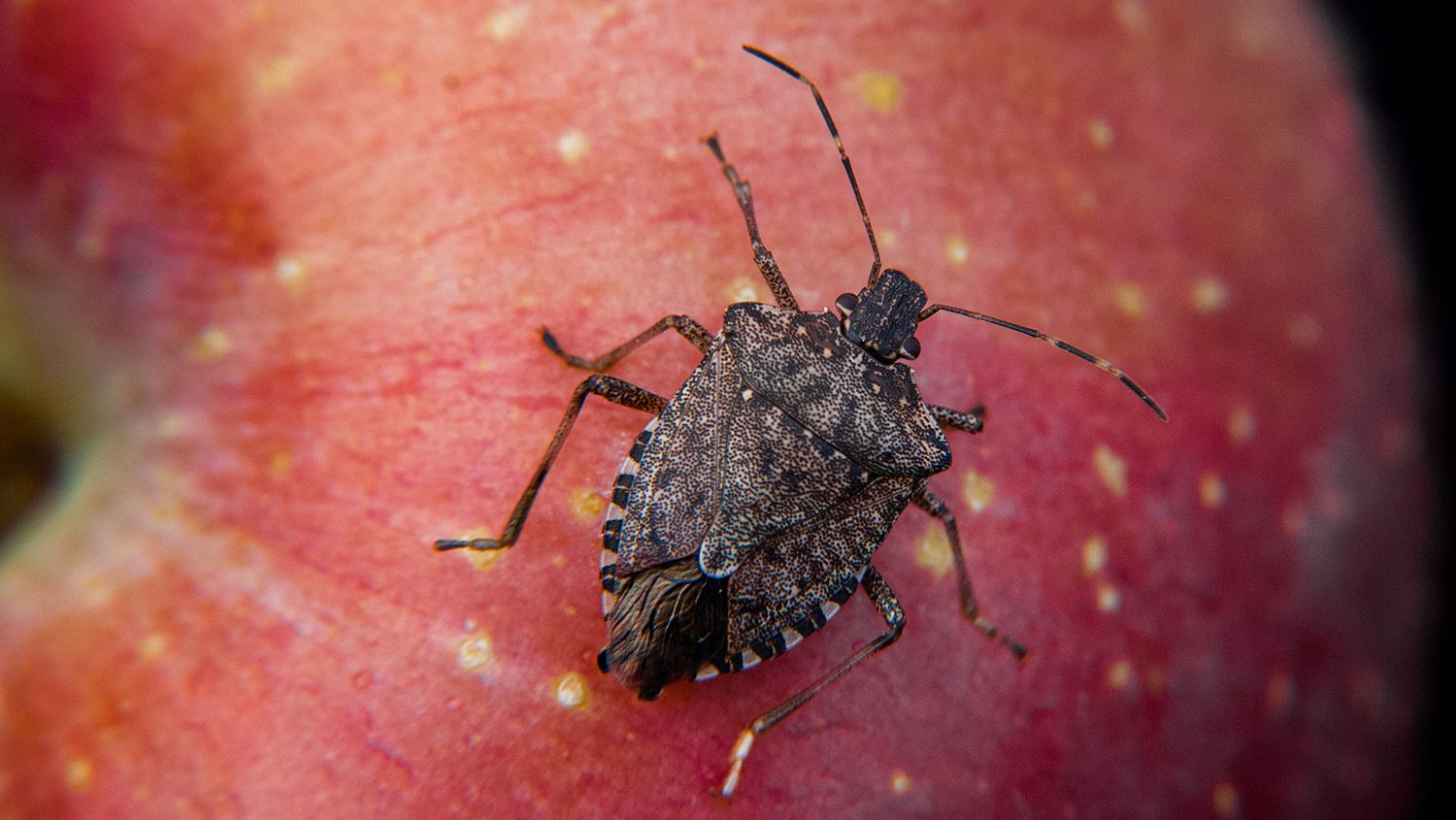 close up of a stink bug.