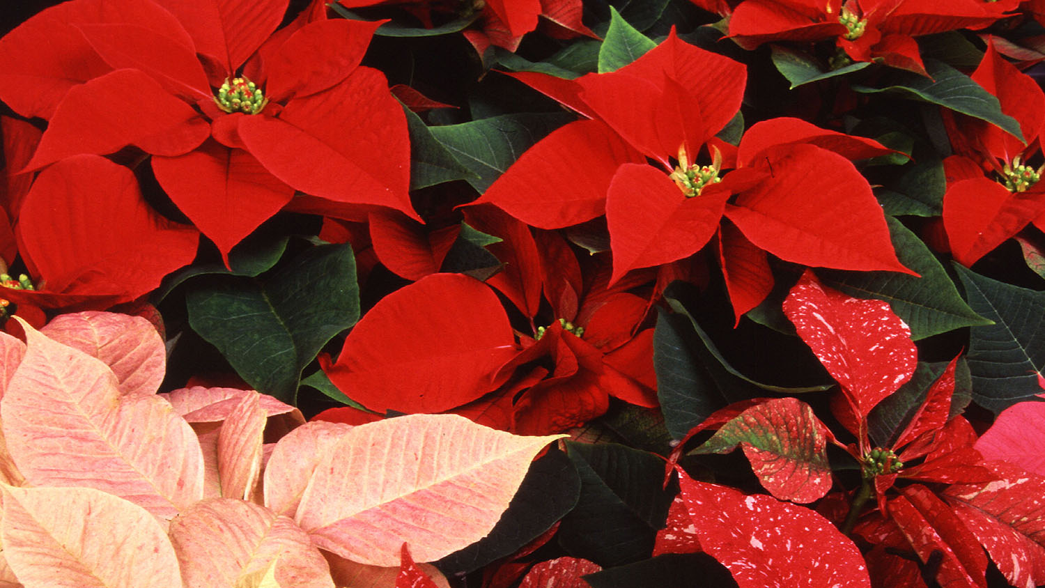 close up of poinsettia plants