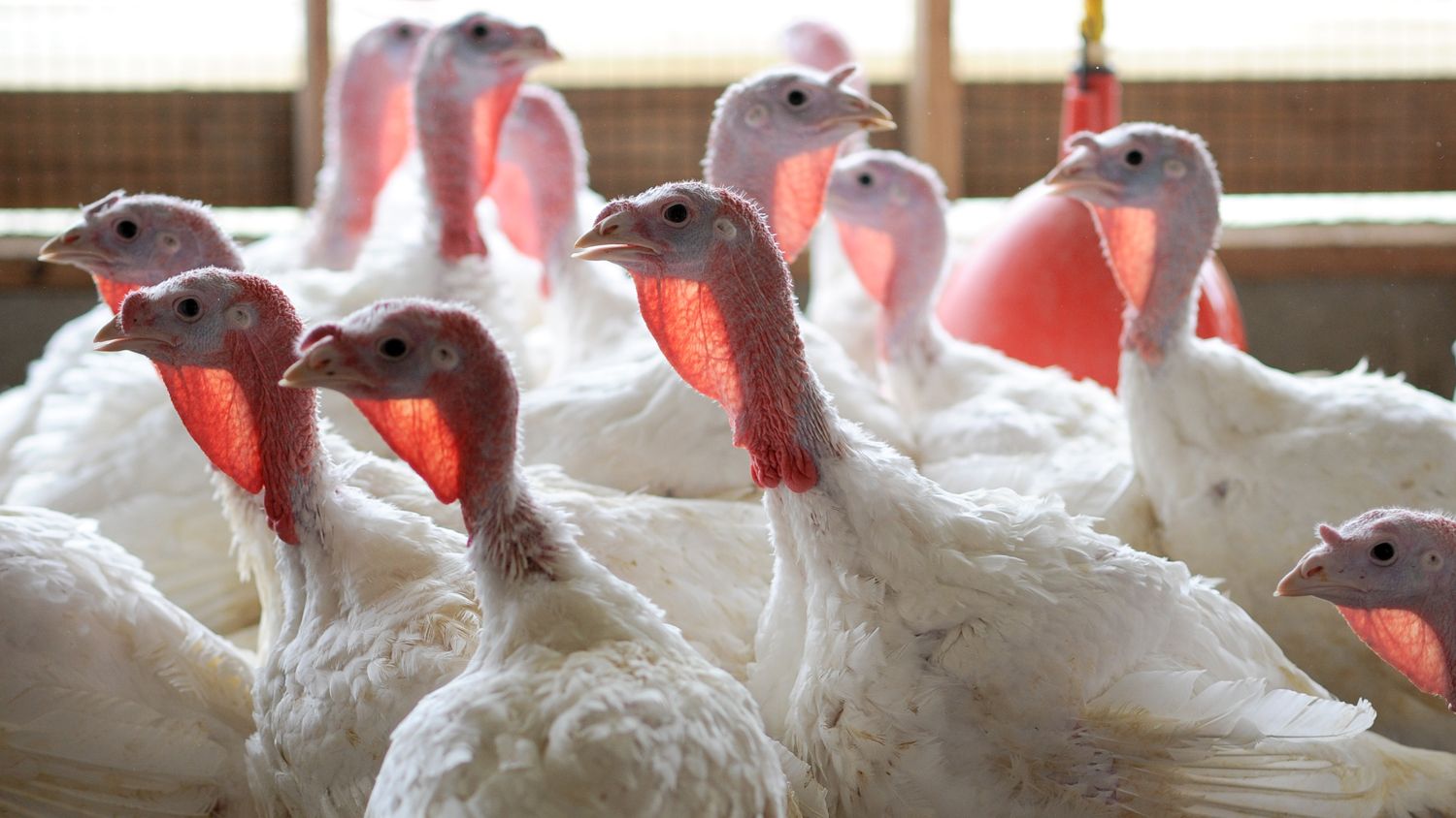 Flock of turkeys in commercial barn.