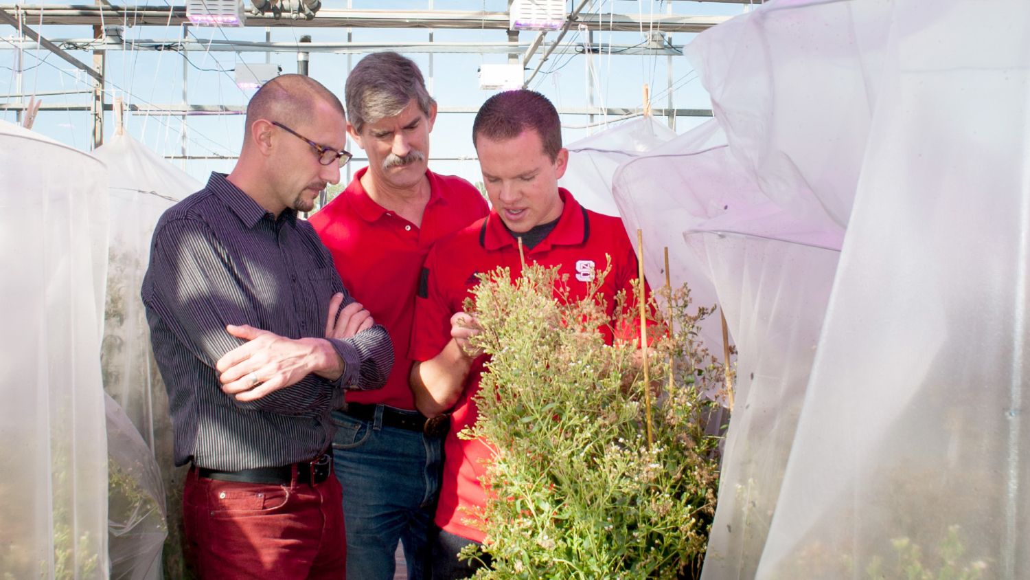 Three scientists looking at stevia in a greenhouse.