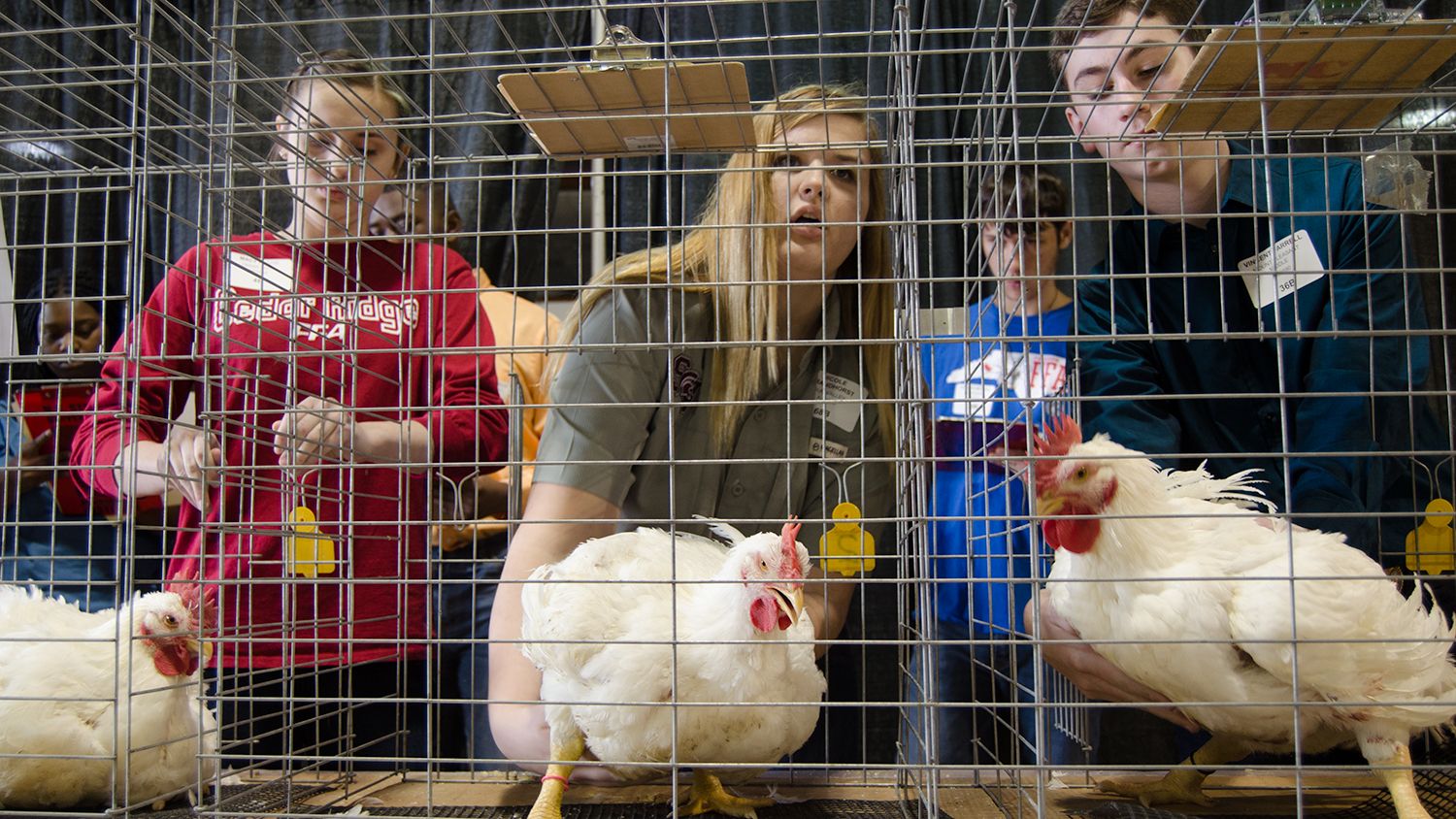 FAA students judging chickens