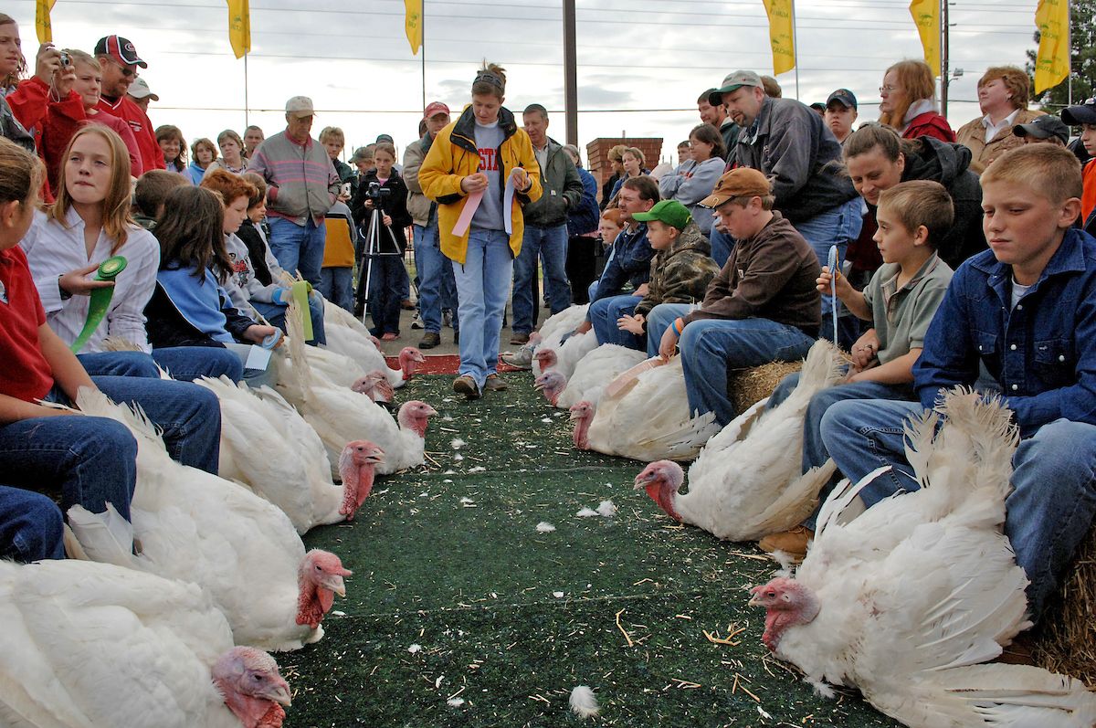 Click on Image to view video. photo shows About 200 students participated in the Youth Turkey show during the NC State fair in October 2006. . photo by Becky Kirkland