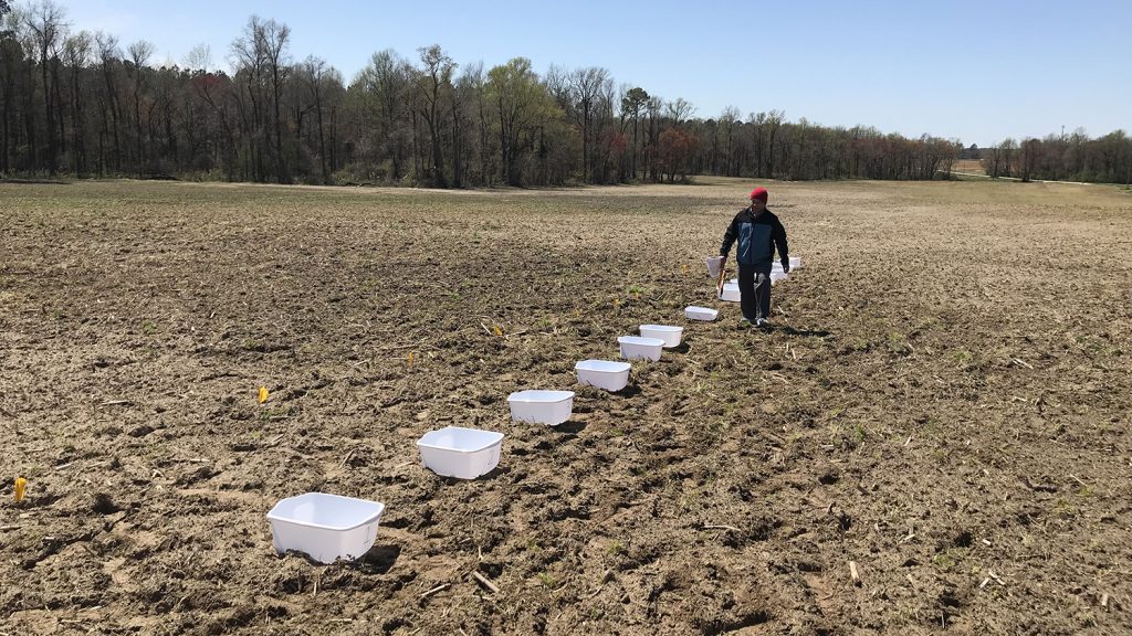 a man walks down a row of plastic buckets in a field