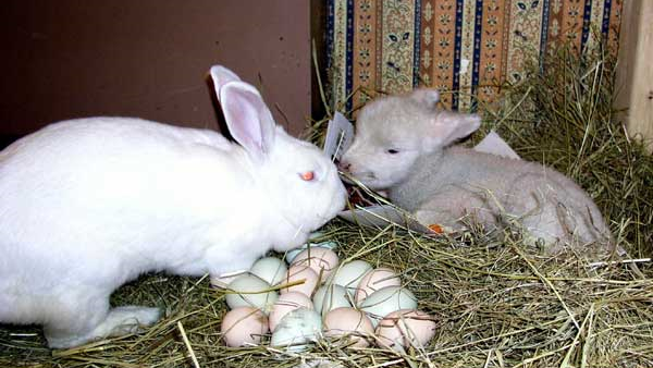 a rabbit, lamb and naturally colored Easter eggs