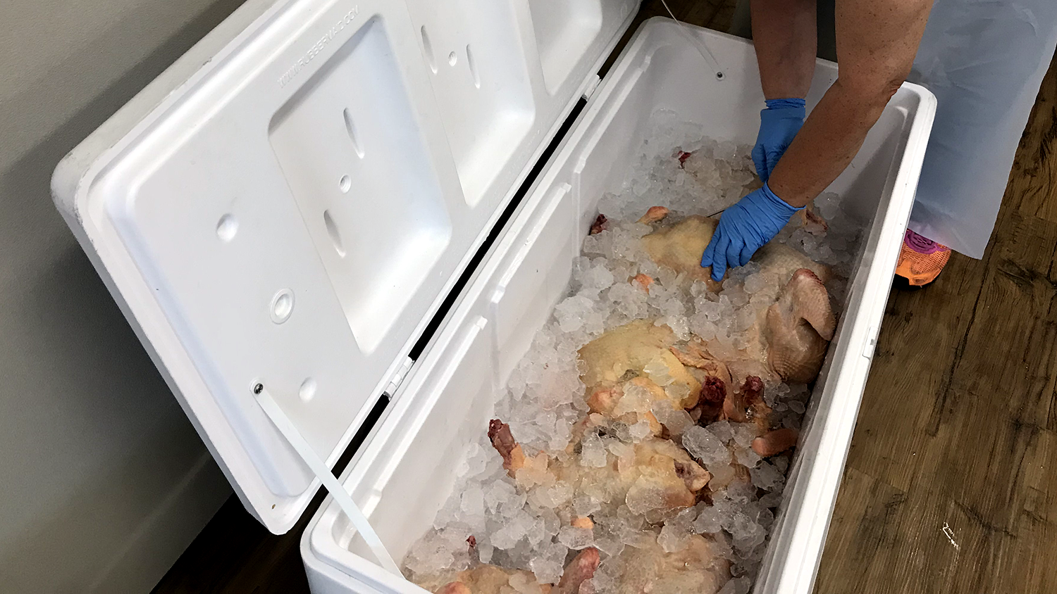 picture looking down into an open ice chest with whole chickens in it