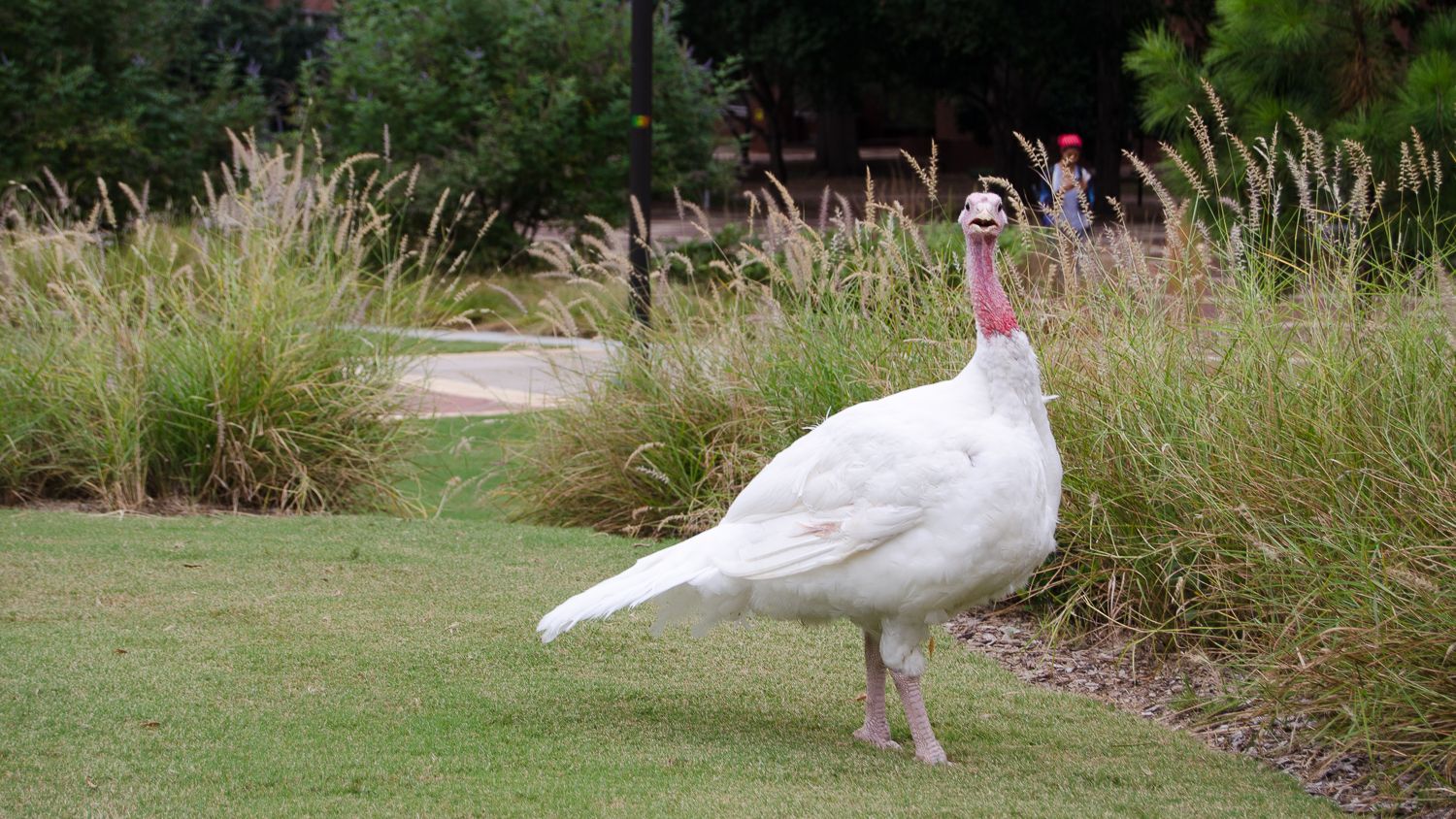 white turkey hen standing on grass