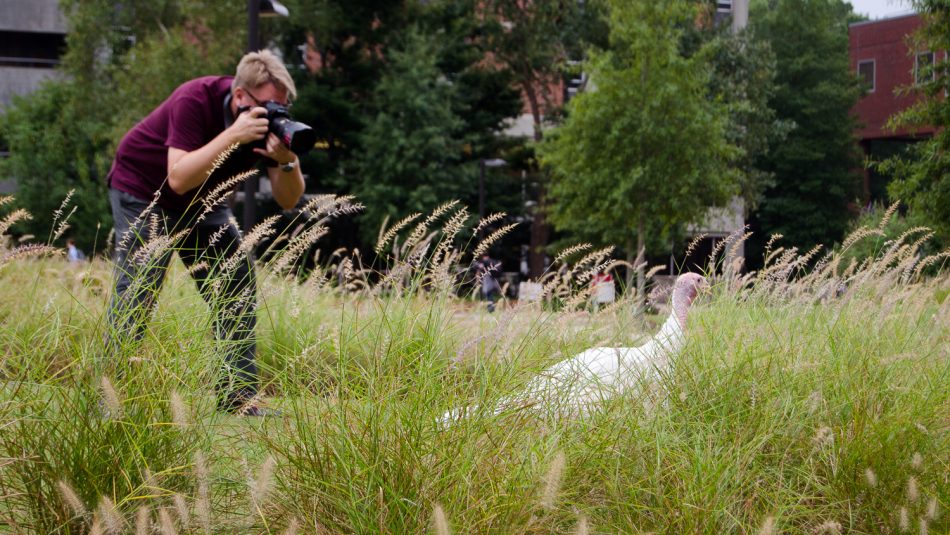 a photographer taking a picture of a white turkey hen in tall grass