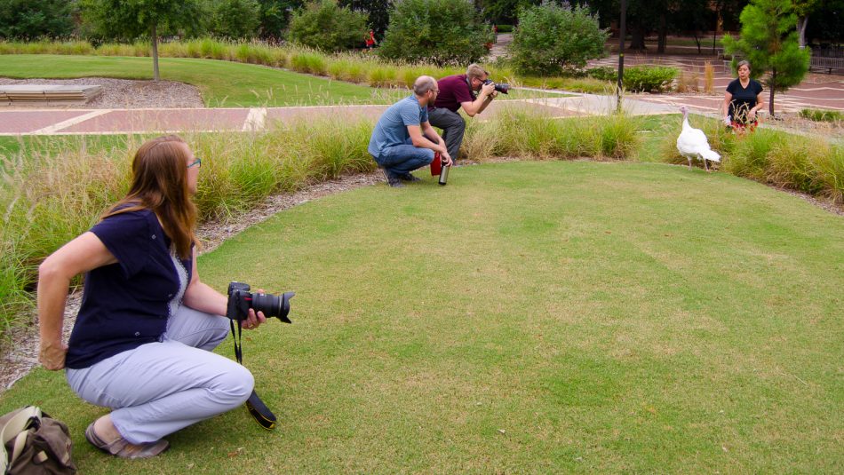 two photographers on grass with a white turkey hen