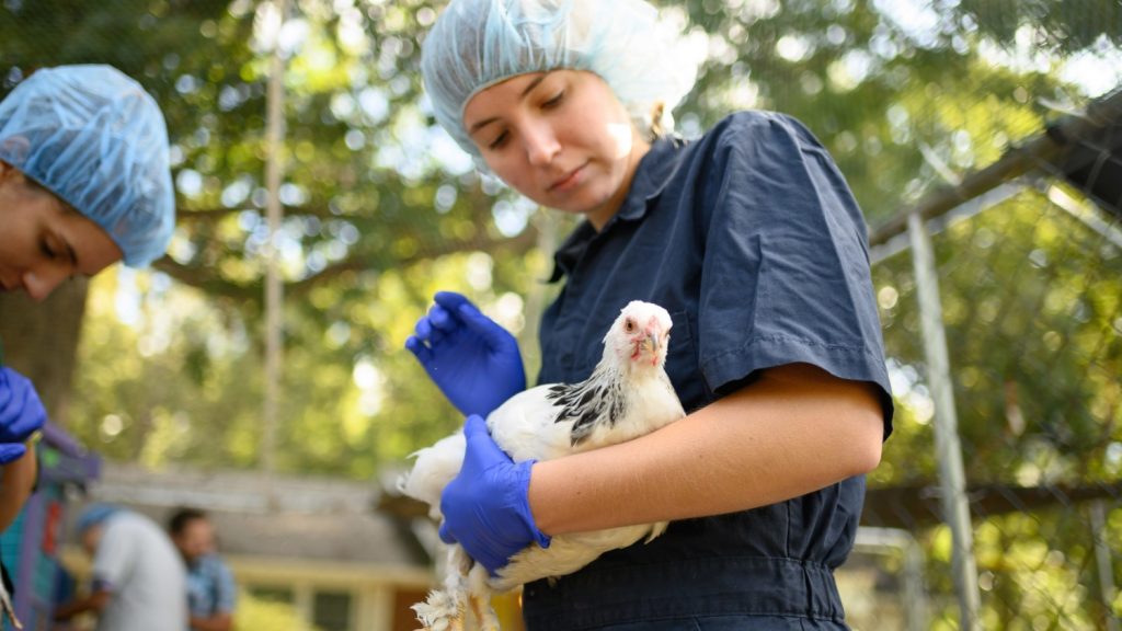 a student in PPE holds a chicken