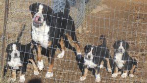 Great Swiss Mountain dog and three puppies