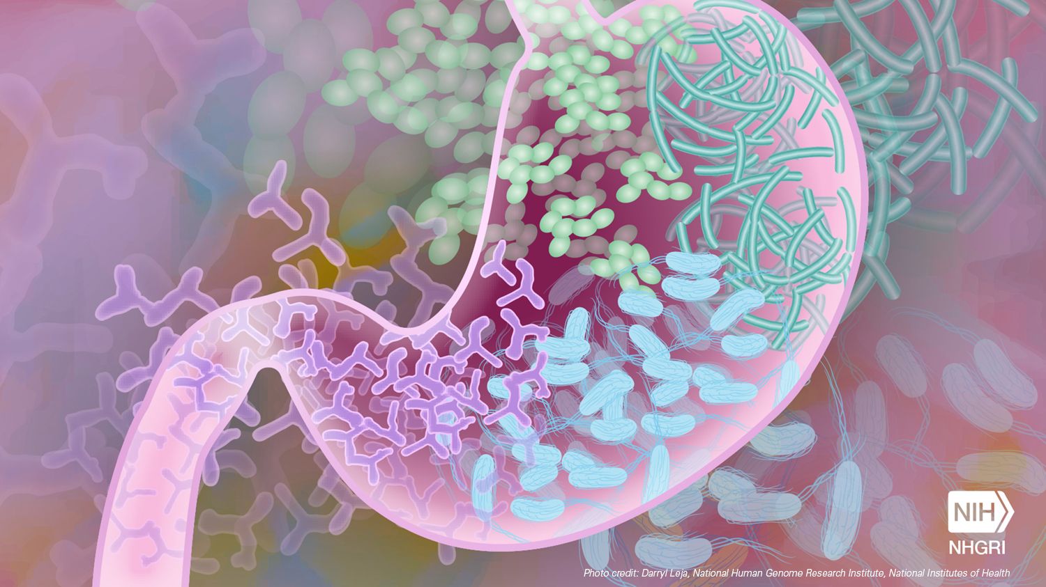 graphic of microbes in the stomach, image by Darryl Leja, National Human Genome Research Institute, National Institutes of Health