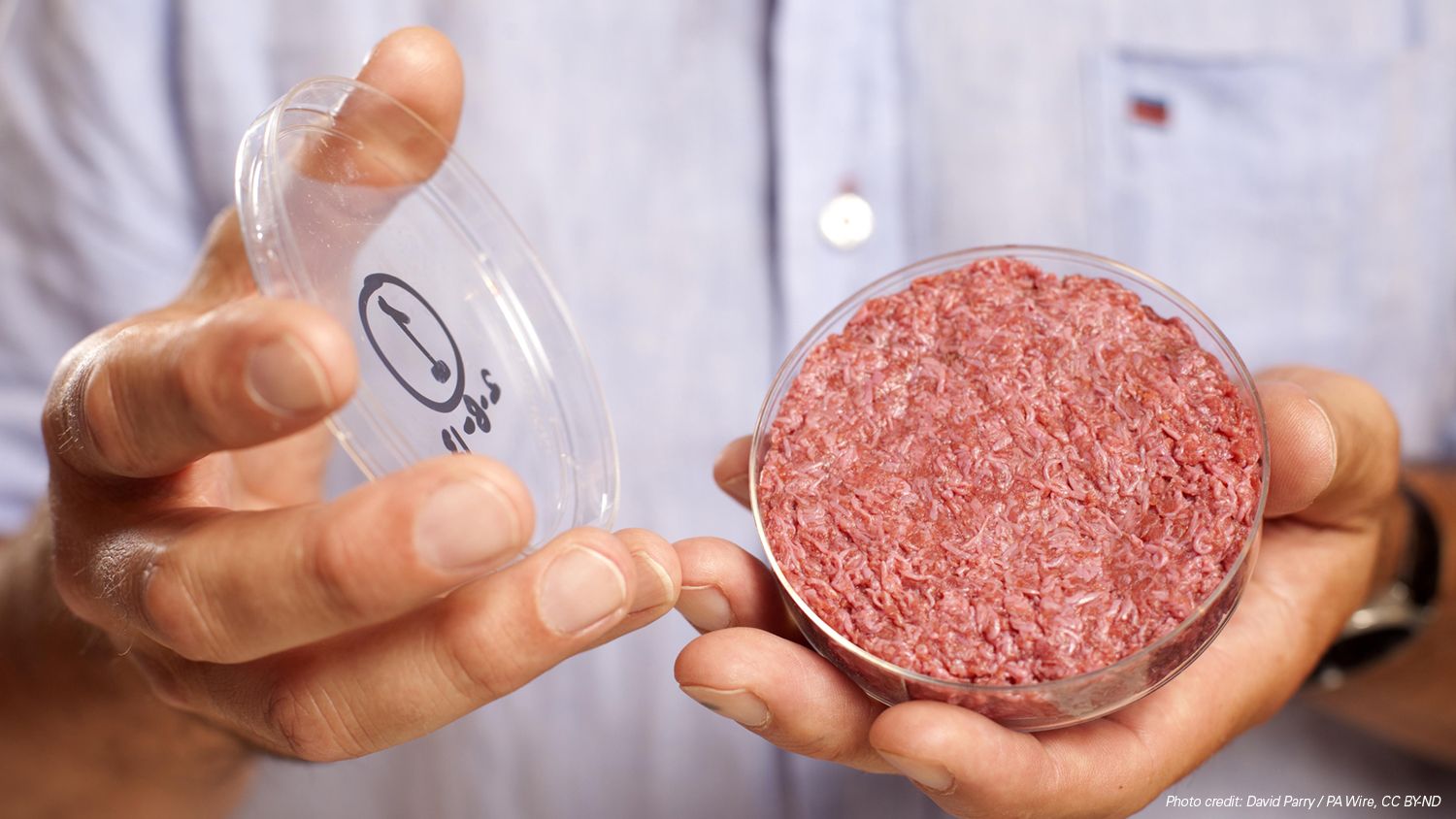 two hands holding cultured beef in a petri dish and the petri dish lid, photo credit David Parry PA Wire