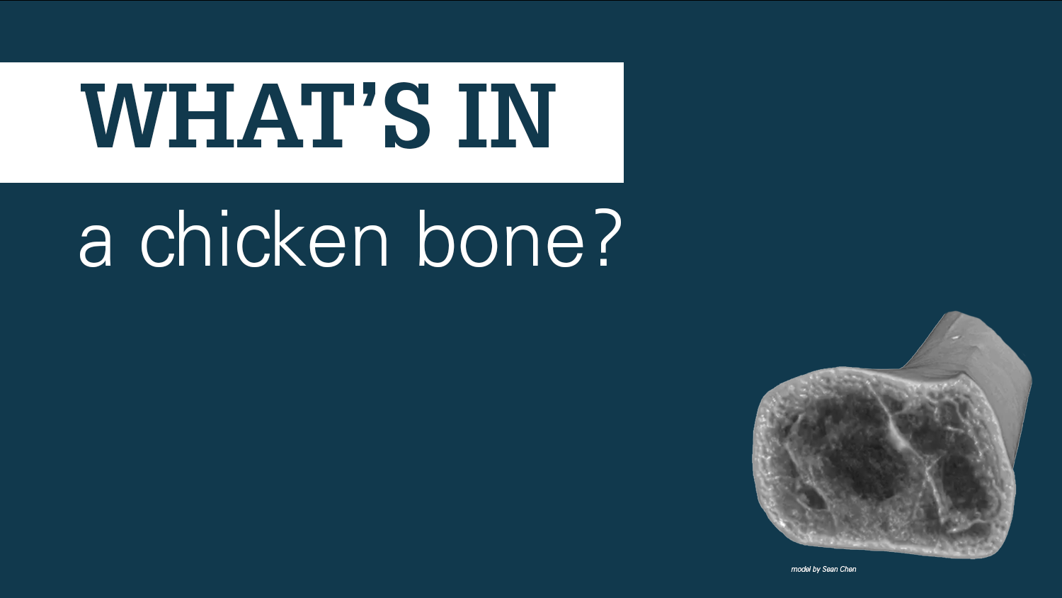 dark teal banner with 3-D bone model and text What's in a chicken bone?