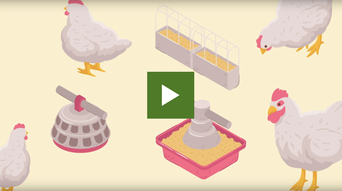 video image of chicken infographic