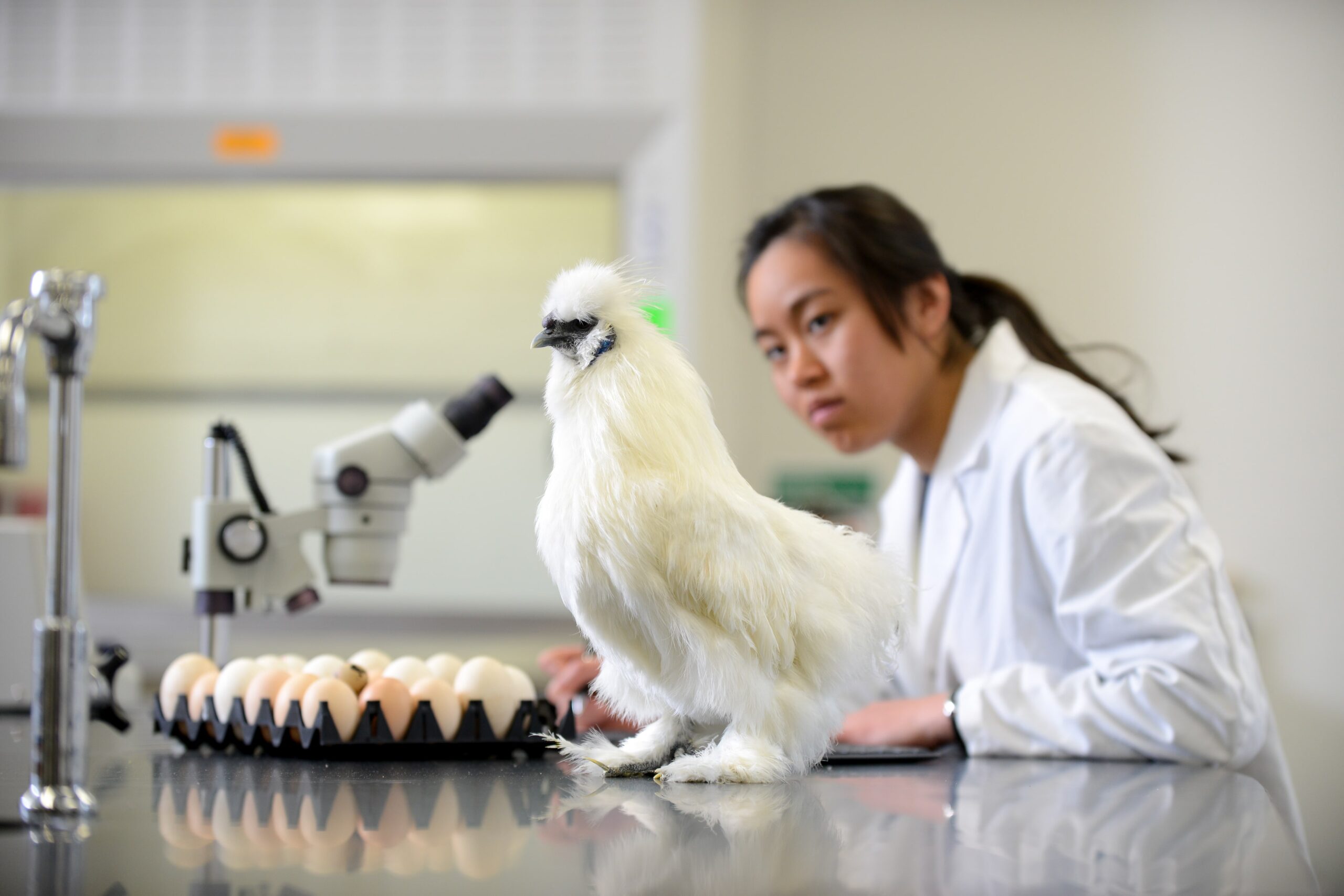 student in a lab with a live chicken, a carton of eggs, and a microscope