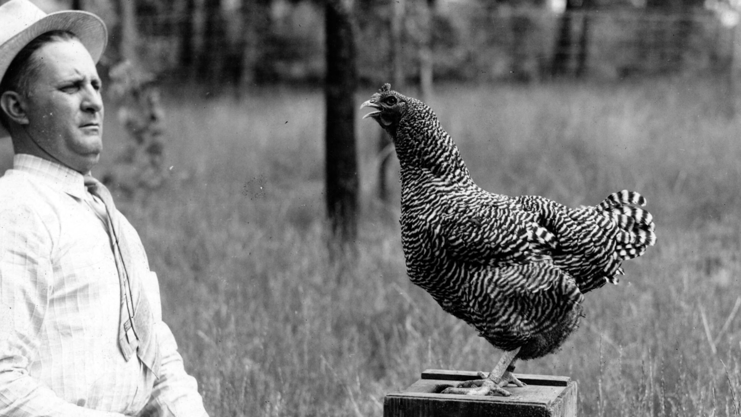 black and white image of a man and chicken looking at each other