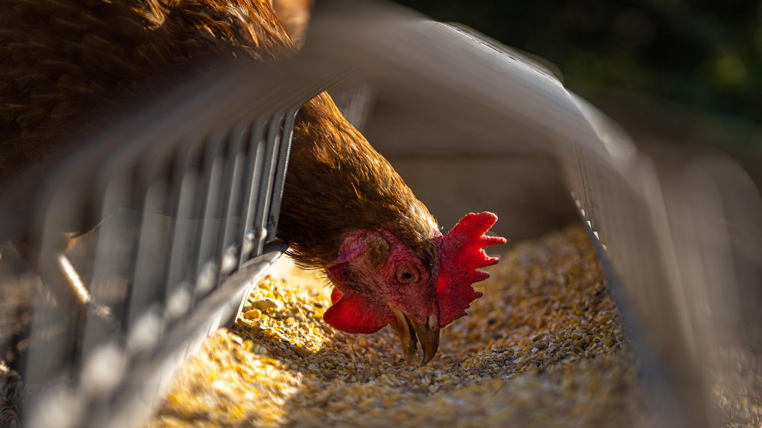 a hen eats corn in a barn