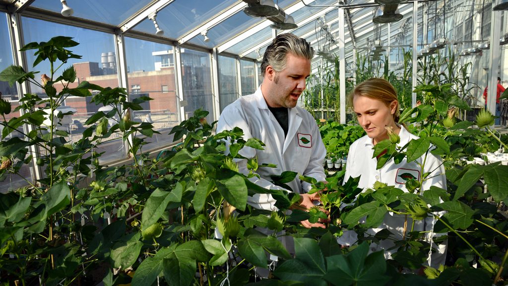 Researchers observe plants