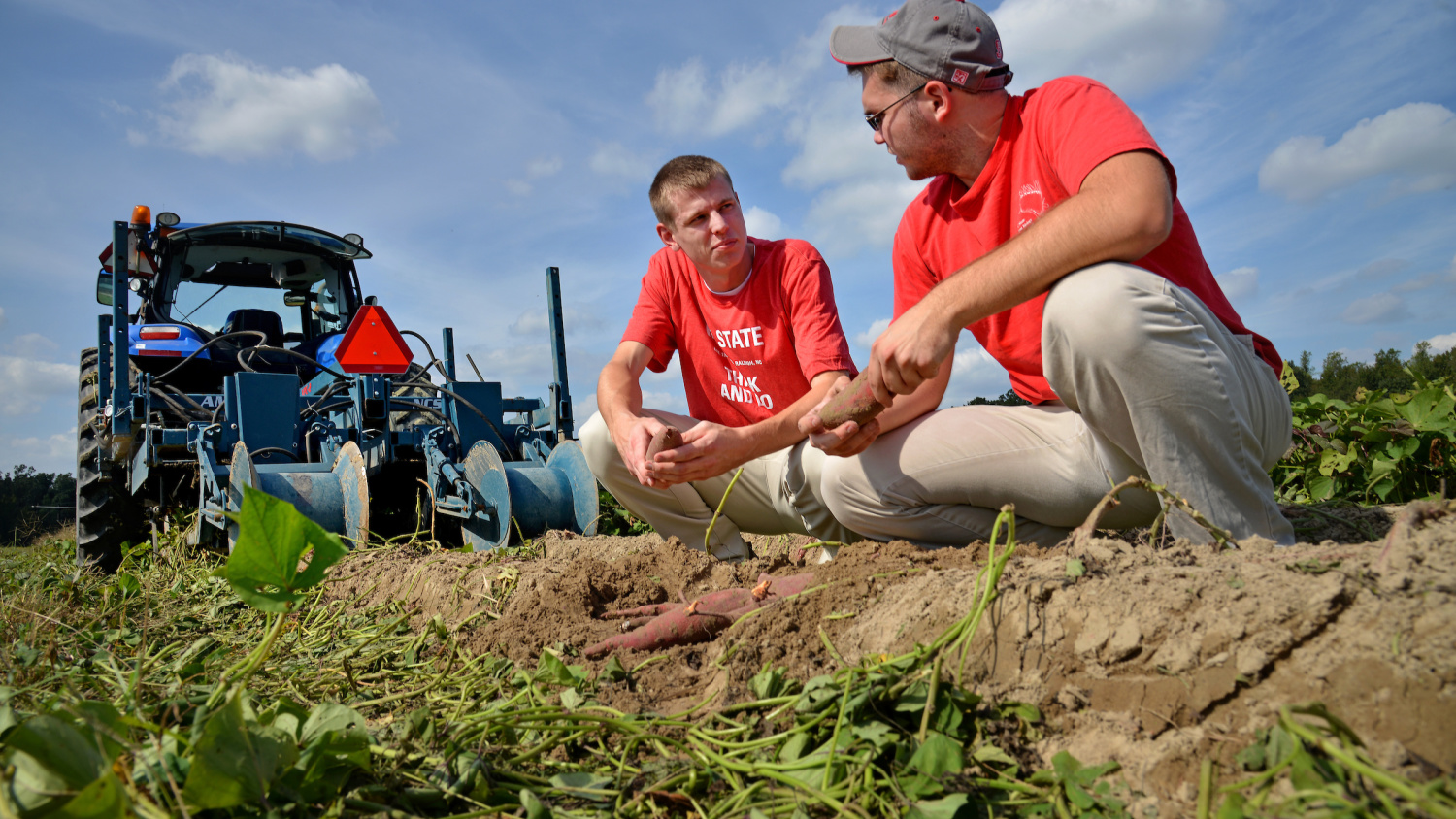 NC&#160;State Research and Extension impact N.C. Sweet Potato Industry