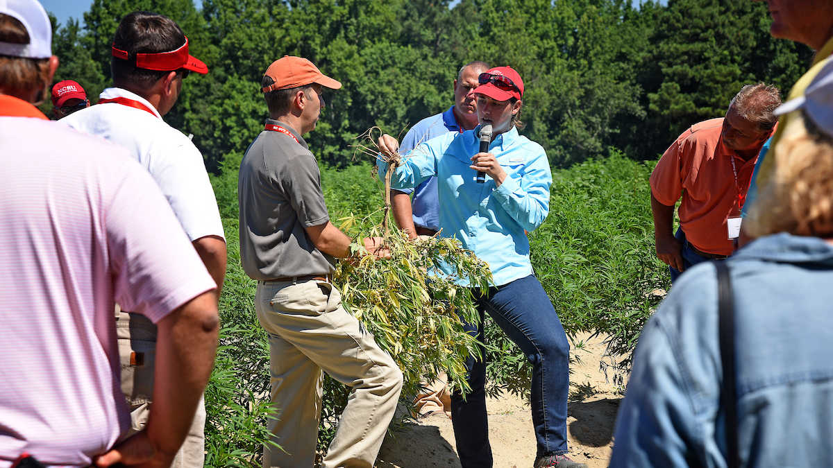 University Extension personnel working  with crops on NC State farmland