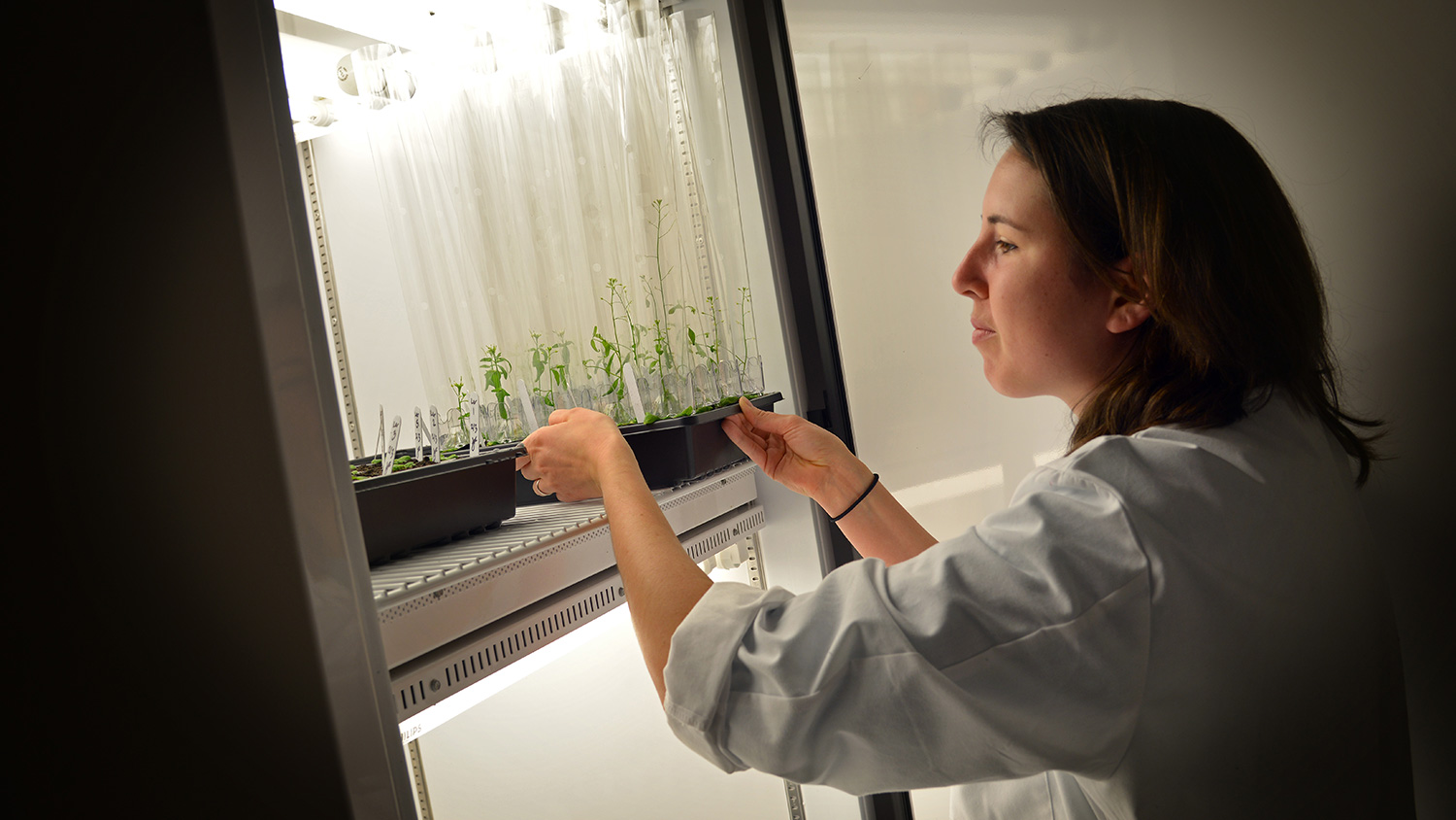 Researcher checking plant growth