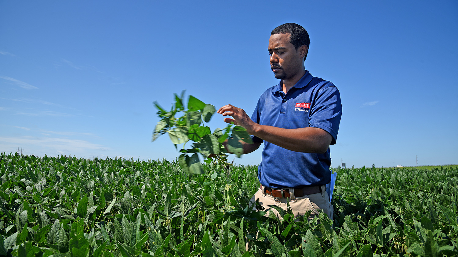 Extension agent inspects soybeans