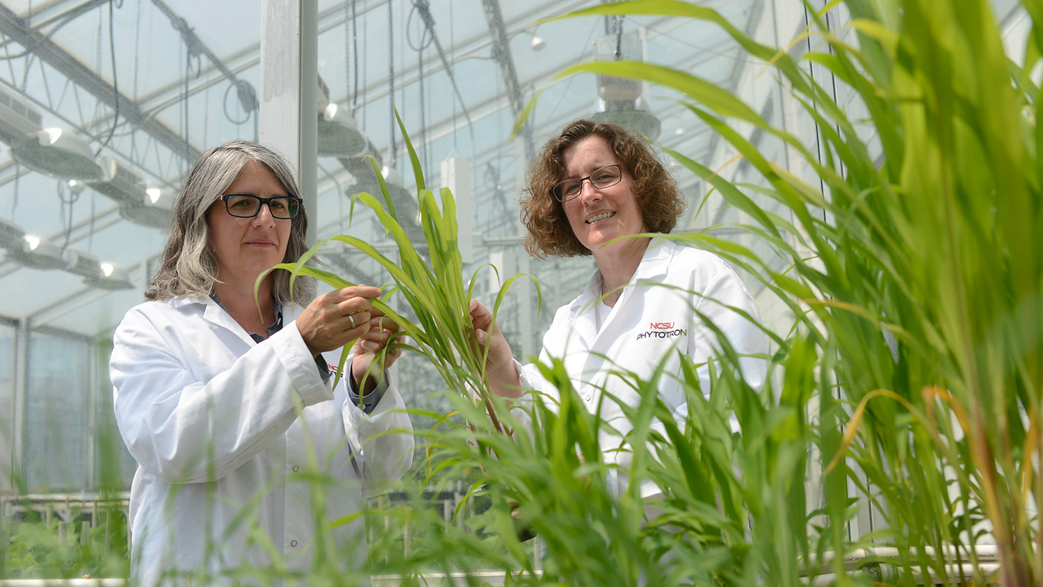 Two scientists with plants in a greenhouse