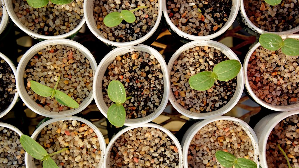 Rows of plant starts