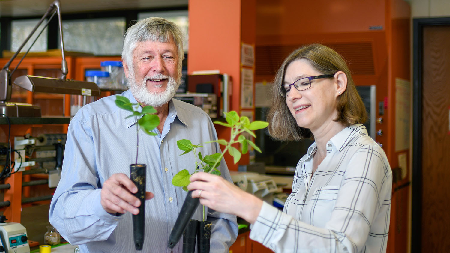 Tommy Carter and Amy Grunden compare drought-tolerant soybean plants