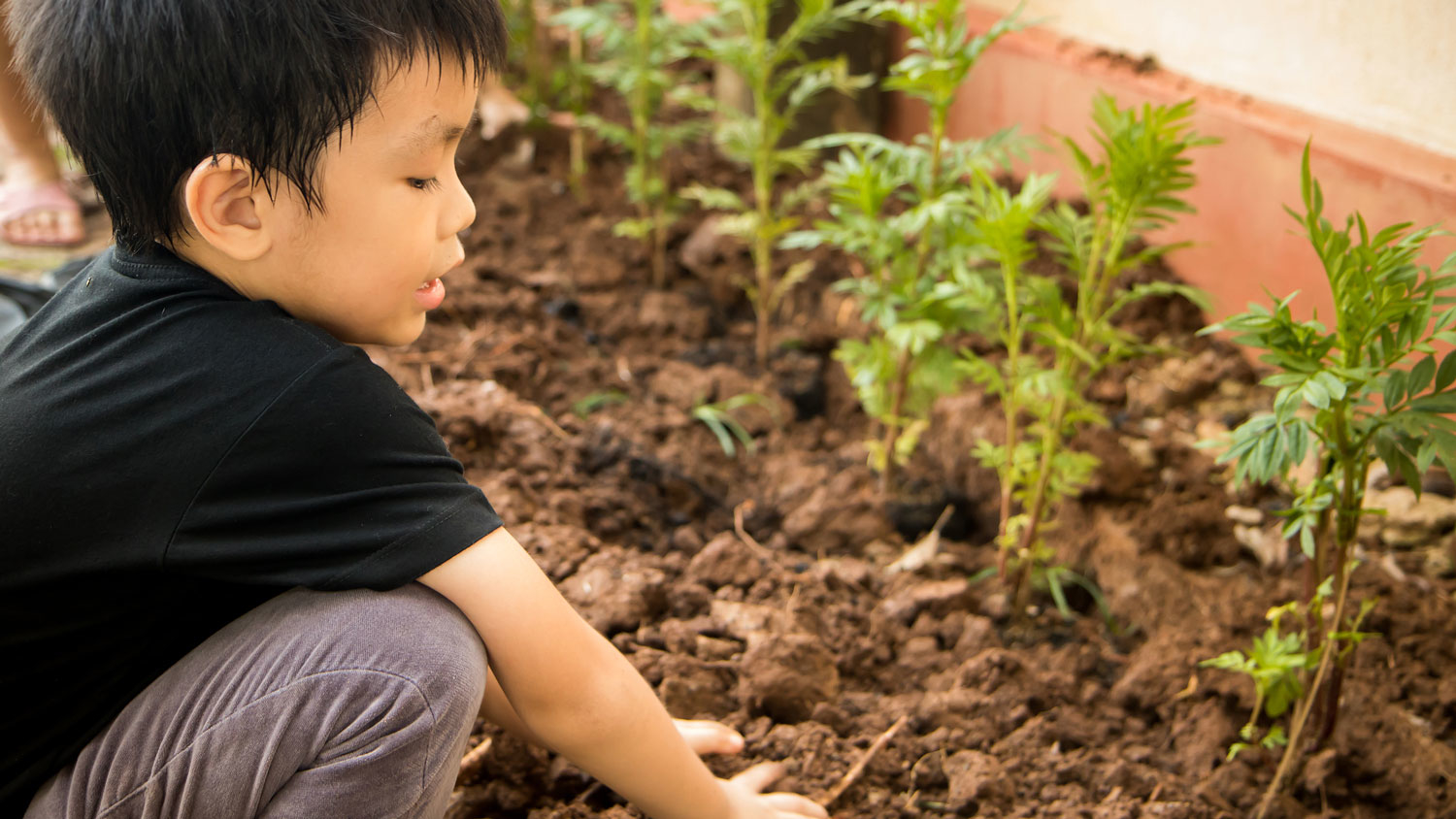 A young boy in a garden planting greens
