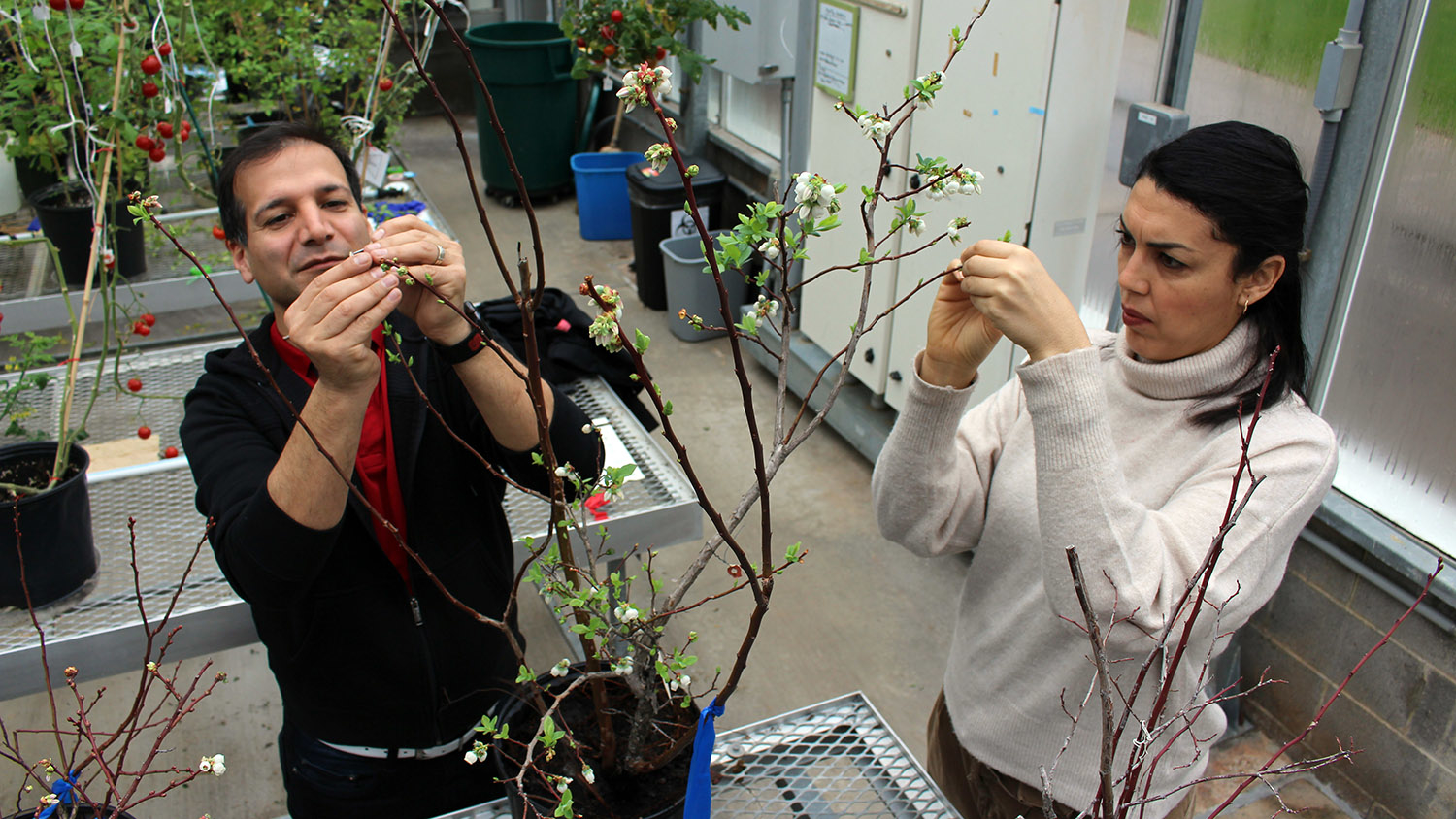 Two scientists in greenhouse pollinating blueberry plants
