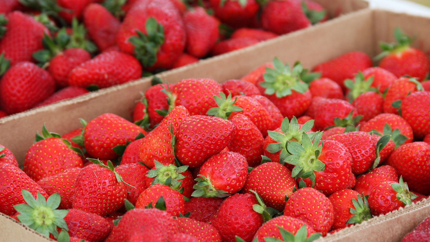 Strawberries in cartons