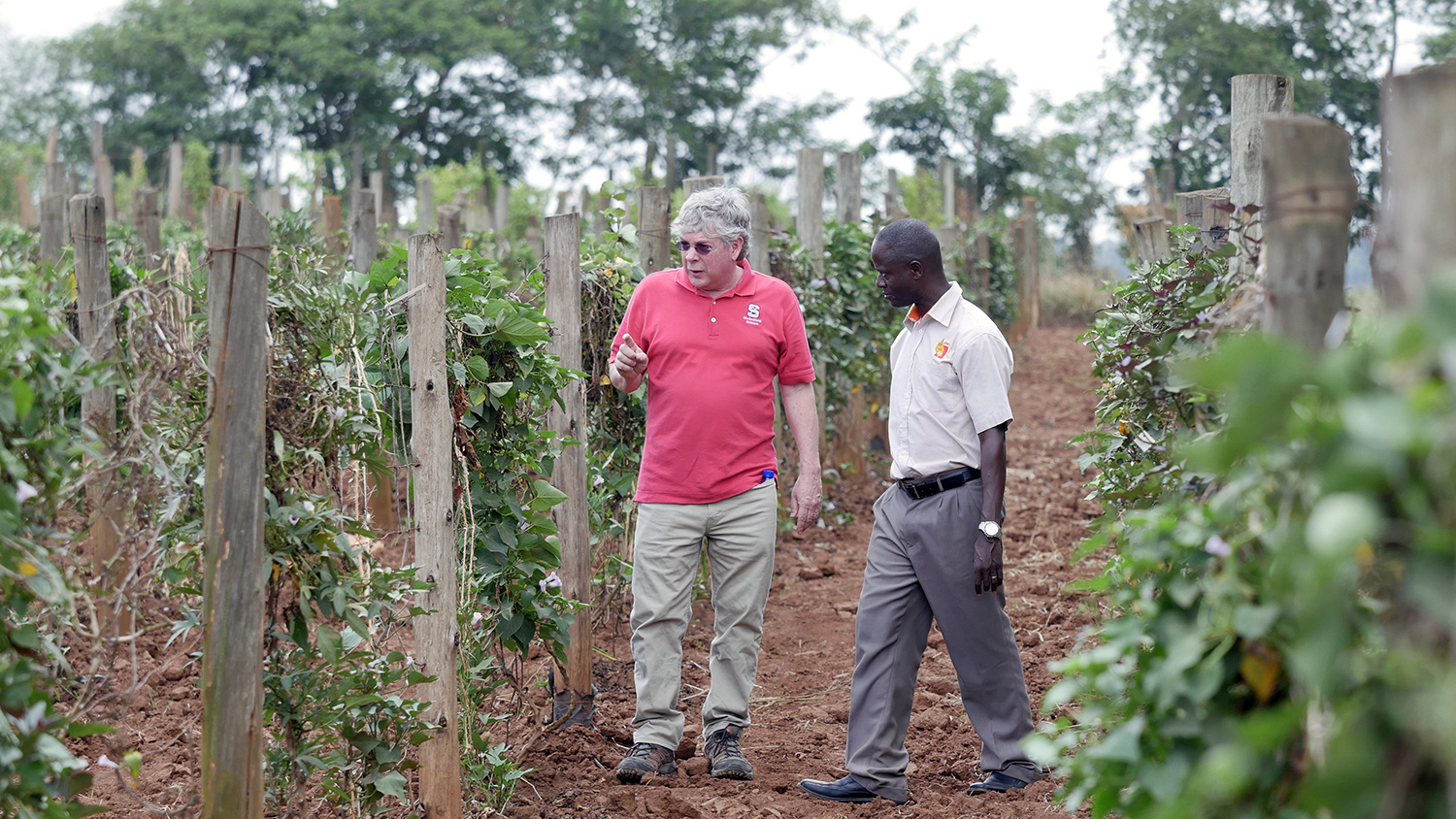 Craig Yencho and Bernard Yada ’14, Ph.D., survey sweetpotato vines at a research farm outside Kampala, Uganda.
