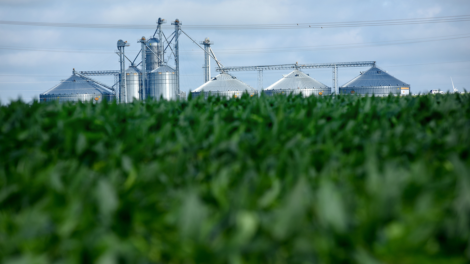 Grain silos rise up behind soybean fields on a farm in Pasquotank County.