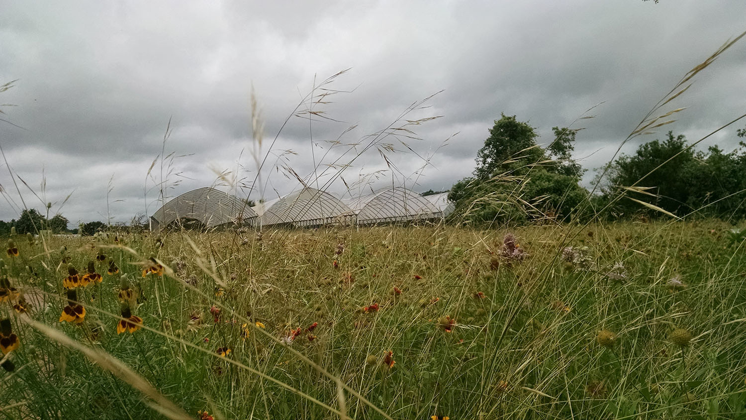 Foreground: grassland with native flowers. Background: three metal and tarp structures with dark clouds overhead.